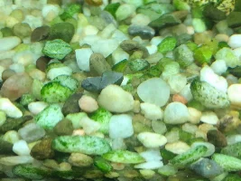 Algae removal help.