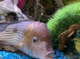 Cloudy eye and white face on green terror?