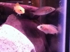 Former Newbie's African Cichlid Experience