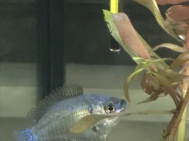Urgent help on my dwarf gourami