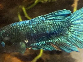 white growth on betta