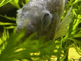 Fish died overnight. Need help!