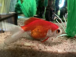 Goldfish Sick