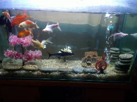 My beautiful aquarium management