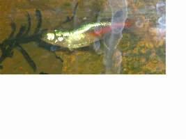 Poorly Tetra