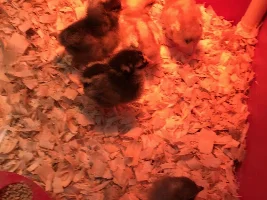 I am getting baby chickens!