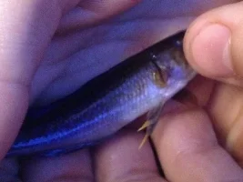 Swelling On Fin?
