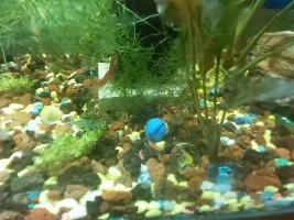 My 29 gallon aquarium