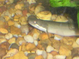 Senegal bichirs