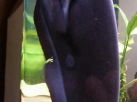 Black Ghost Knife Fish Illness Advice