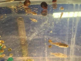 Breeding Log/share Your Experience