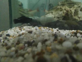 Dropsy