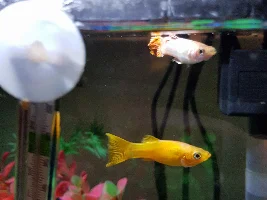 Sick Mollies help!?