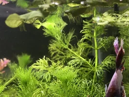 Red root floaters