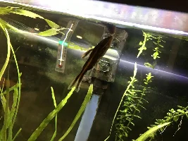 Striped Raphael hanging at top of water