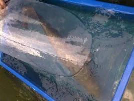 Last Review Of My Arapaima Gigas & Redtail Catfish