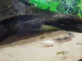 Back up & running with the Corydoras Again 😁