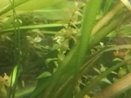 170L Community Tank