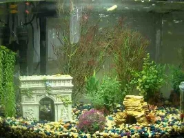 New Tank, Confused On Cycling And One Fish Moving Mouth Rapidly