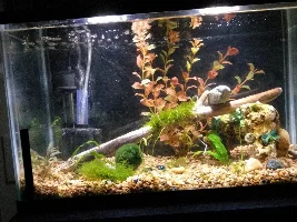 Vote Now......June 2020 Tank of the Month contest..The Nano Tanks