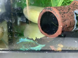 EMERGENCY: Fish on floor of tank, gasping for breath
