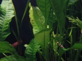 Java Fern Turning See-Through