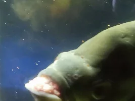 Favorite Oscar has HUGE Growth INSIDE (not outside) Mouth.  Help