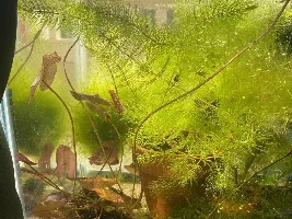 sunlit water lily