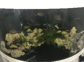 Changing my ugly blue gravel to black sand!
