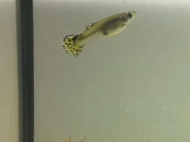 Help with pregnant Guppy