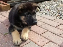 My New Pup :)