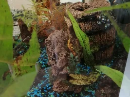 Java fern fail, suggested suppliers?