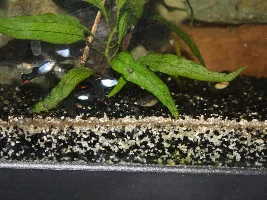 Hybrid strain