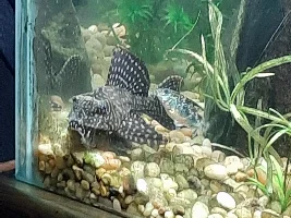 potential mouth issue on my pleco