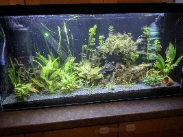 A place 4 my questions & ponderings as I build a 34 Gallons (127L) tank