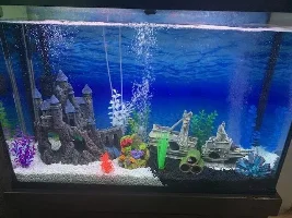 Help with my fishless cycle