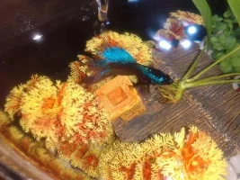 is this terrible or fine? cragslist fish