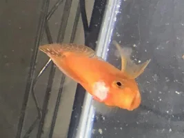 Sick Cichlid: any idea what this is?