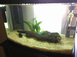 My Journey To Fish Keeping...