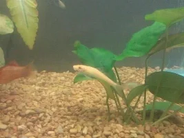 My 64L Planted Tank