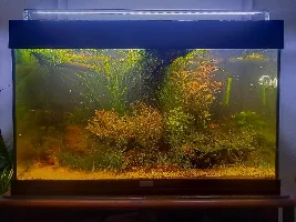 My way of breeding ram cichlids
