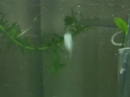 Balloon Molly Due?