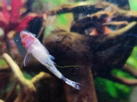 Red mouth