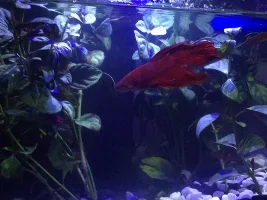 My Bettas fins are going clear