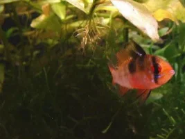 German Blue Ram