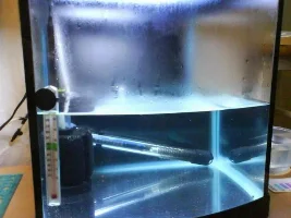 Betta Fry (8 Days Later)