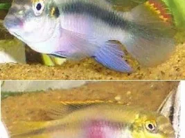 male or female