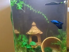 Newbie betta questions