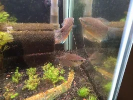 55G On A Custom Stand