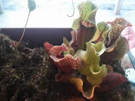 venus flytrap care